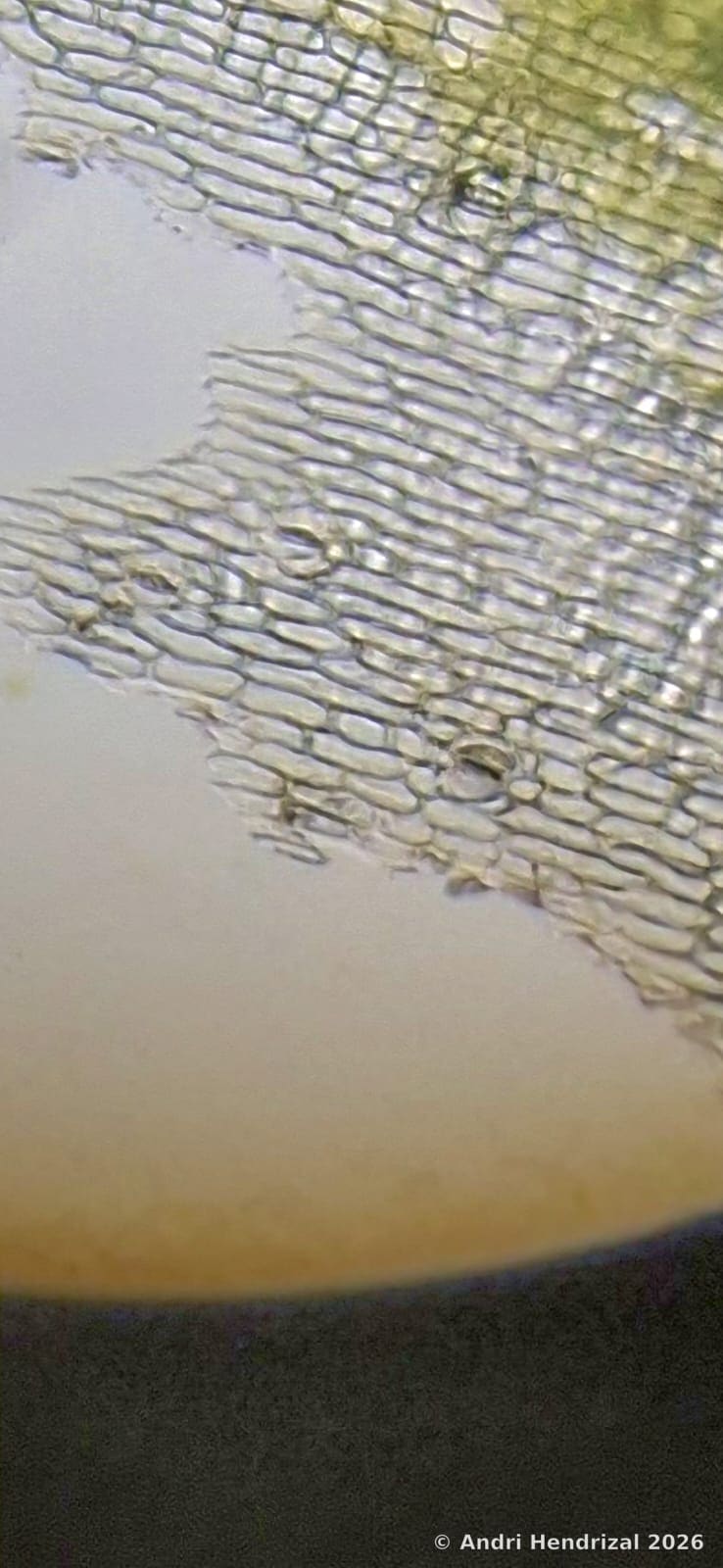 Pandan Leaf Stomata